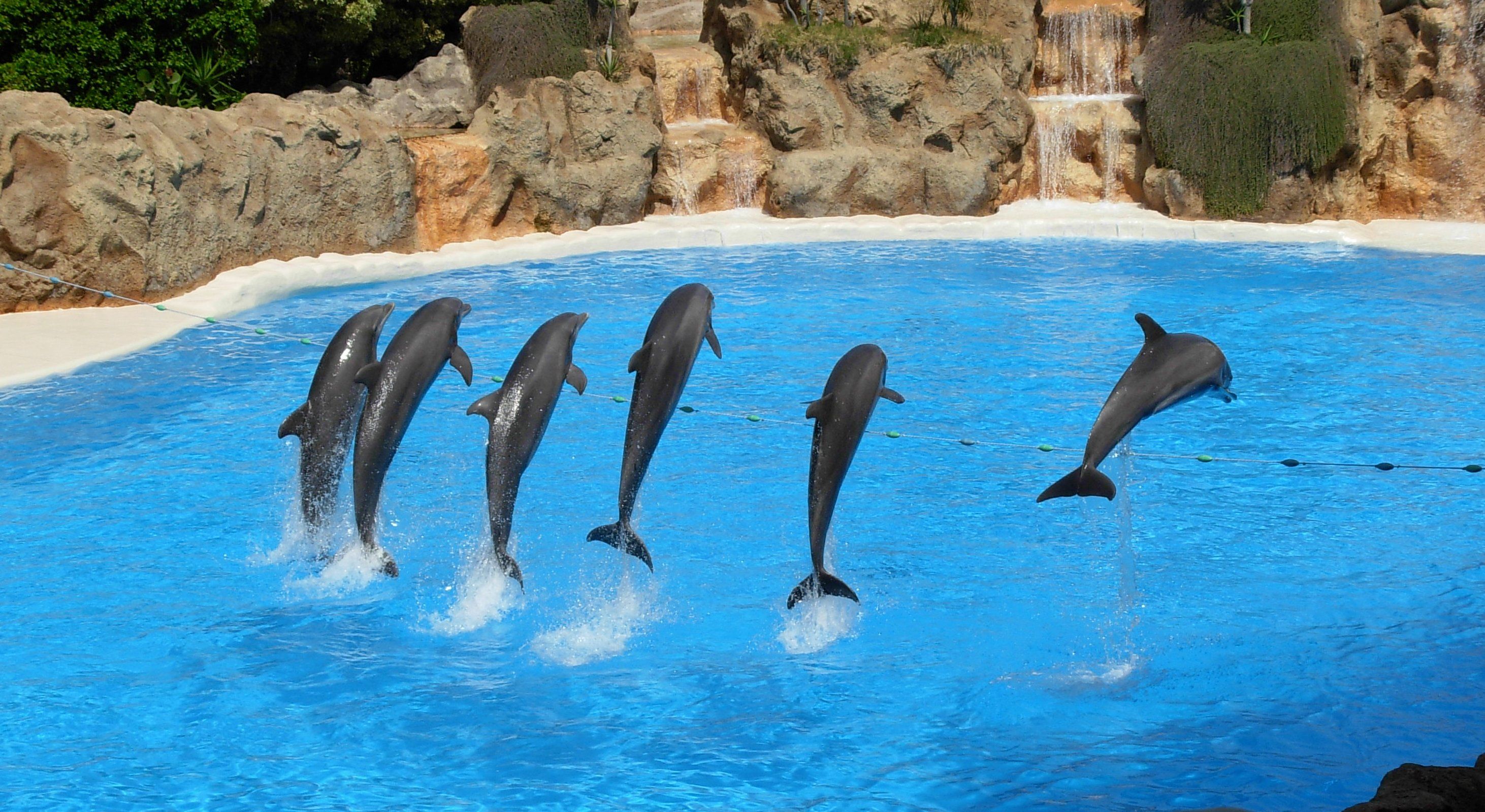 captive dolphins