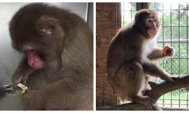 Community Bands Together to Save Captive Monkey from Death Sentence