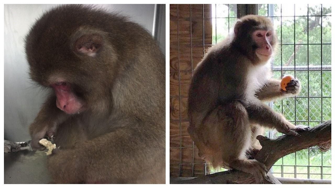 rescued pet macaque