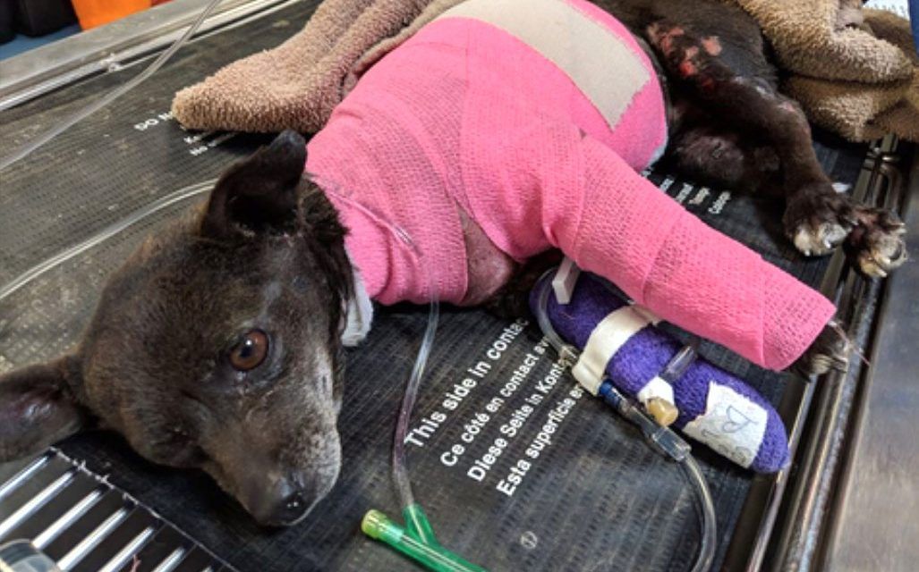 SIGN: Justice for Dog Doused in Gasoline and Set on Fire