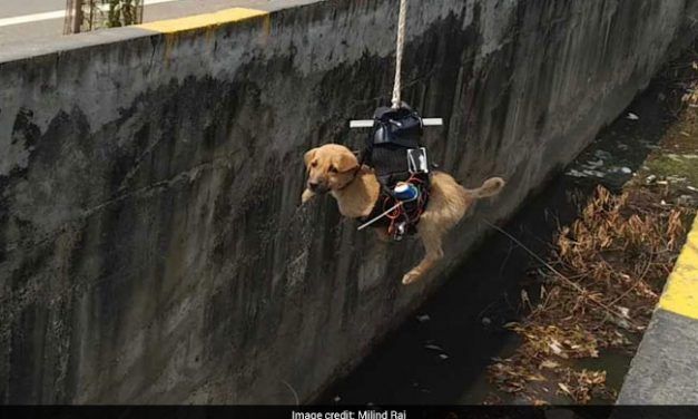 Man Builds Drone to Rescue Dog Trapped in Drain for 2 Days