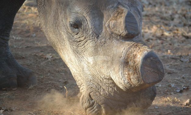 Conservationists Resort to Chopping off Rhino’s Horns to Protect Them From Poachers