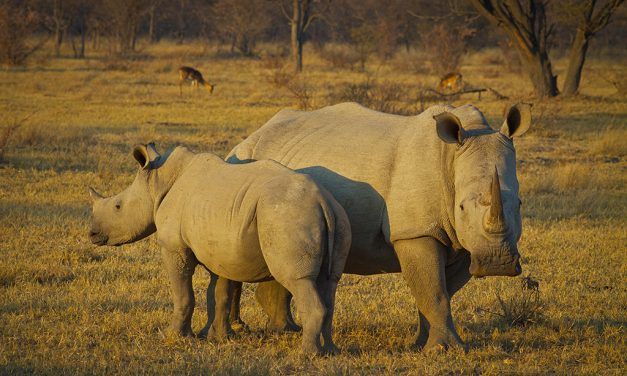 Poachers in Kenya May Soon Face the Death Penalty