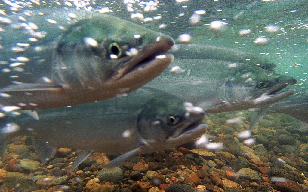 salmon endangered