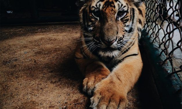 Clueless High School Uses Caged Tiger to Entertain Kids at Prom