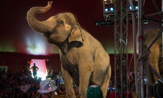 Europe’s First-Ever Sanctuary for Former Circus Elephants is Coming Soon