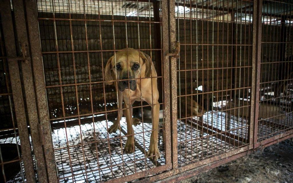New Bill Could End Dog Meat Farms for Good in S. Korea