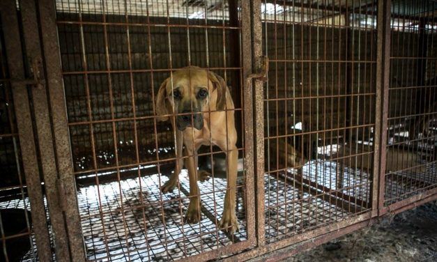 New Bill Could End Dog Meat Farms for Good in S. Korea