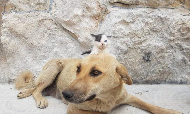 Stray Dog ‘Adopts’ Homeless Kitten in War-Torn Aleppo