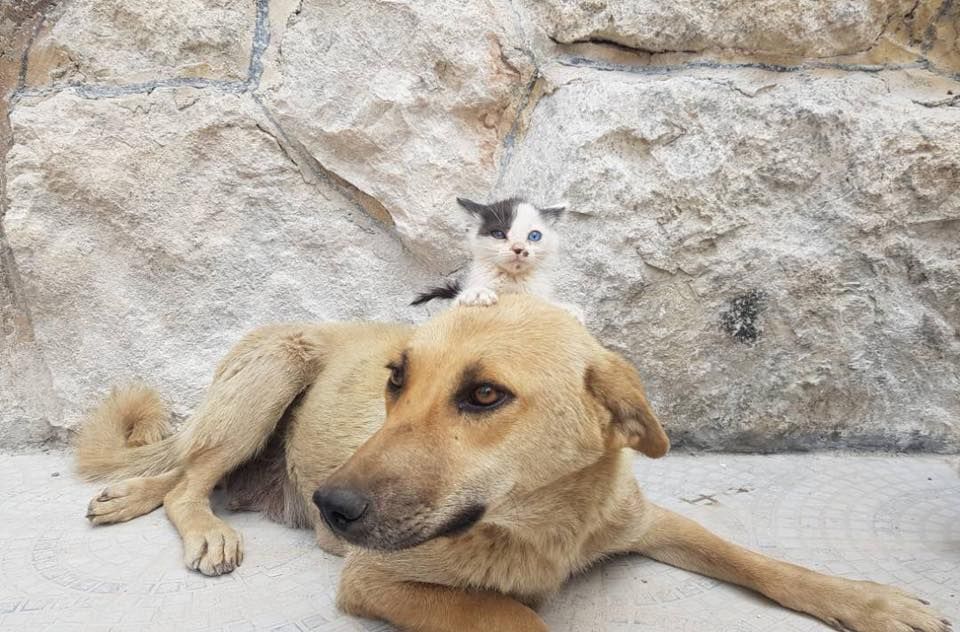 Stray Dog ‘Adopts’ Homeless Kitten in War-Torn Aleppo