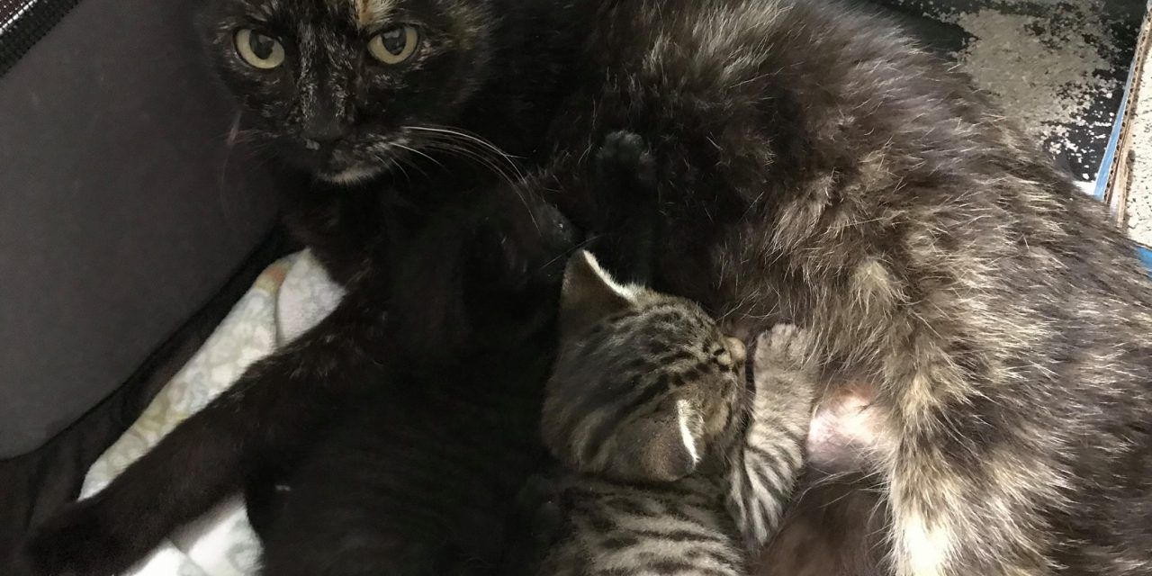 rescued cat and kitten