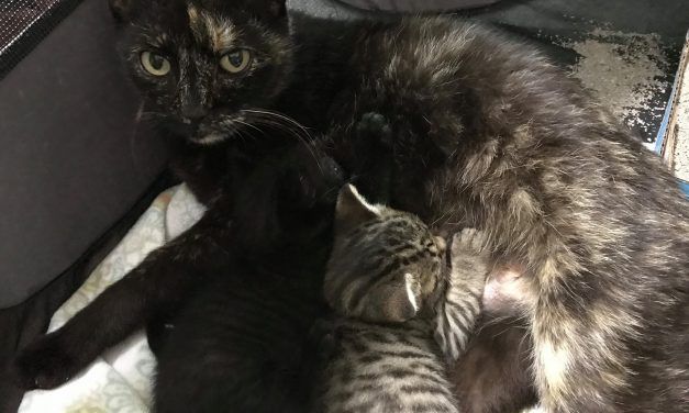 Mother Cat and Two Kittens Saved from Children Pelting Them with Rocks