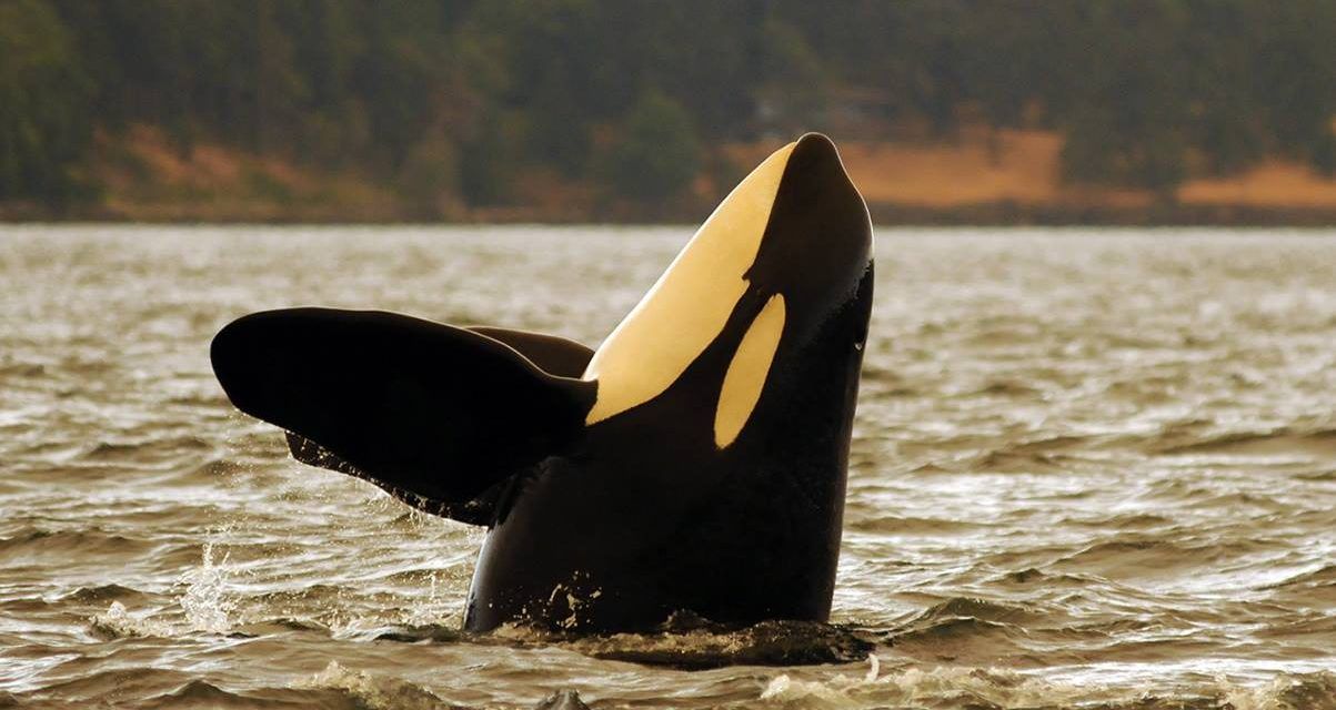 Picture of an Orca Whale