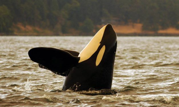 Southern Orca Population Hits Lowest Number Since 1984