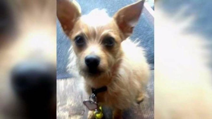 SIGN: Justice for Puppet, Tiny Dog Brutally Kicked to Death by Stranger