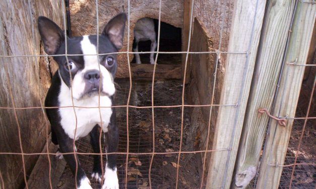 Why is the USDA Protecting the Identities of Puppy Mills?