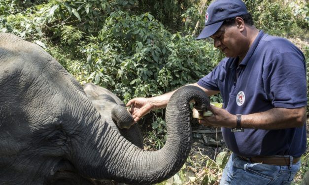 New Sanctuary Will Give A New Home to Retired Logging Elephants