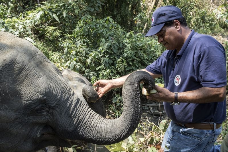 elephant rescue sanctuary