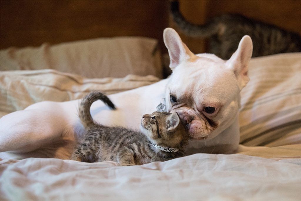 French bulldog helps raise kittens.