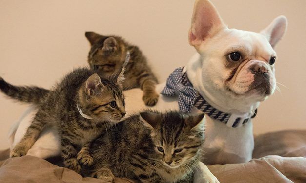 This Incredible Bulldog Trains Rescue Kittens to Get them Ready for Adoption