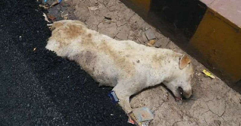 SIGN: Justice for Dog Paved Over with Burning Hot Tar