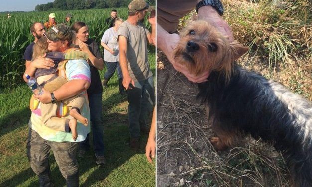 Loyal Dog Stays by Side of Little Girl Lost in Cornfield for 12 Hours