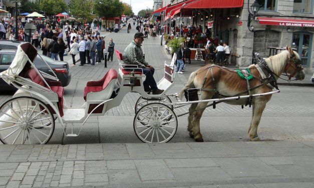 Good News! Montreal Moves to Ban Cruel Horse-Drawn Carriages