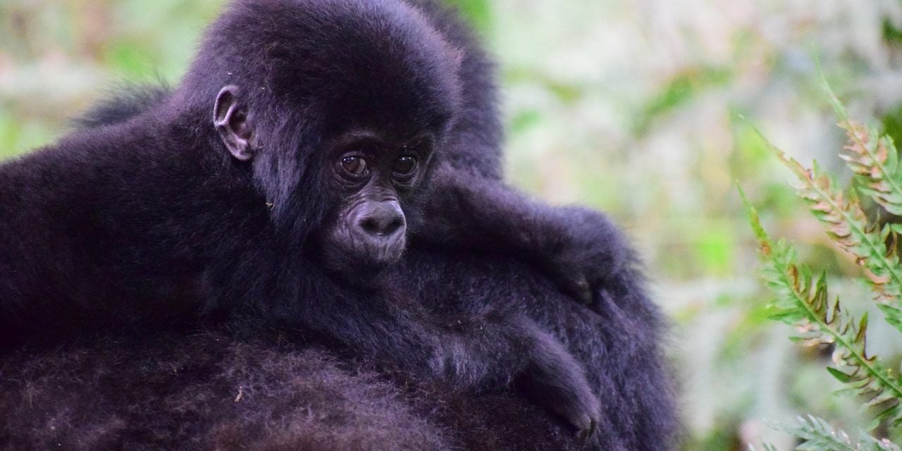 Critically Endangered Mountain gorillas in Uganda