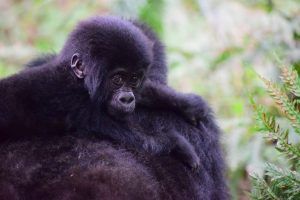 Critically Endangered Mountain gorillas in Uganda