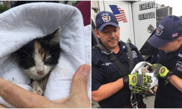 Hero Cops Save Kitten from New York Sewer