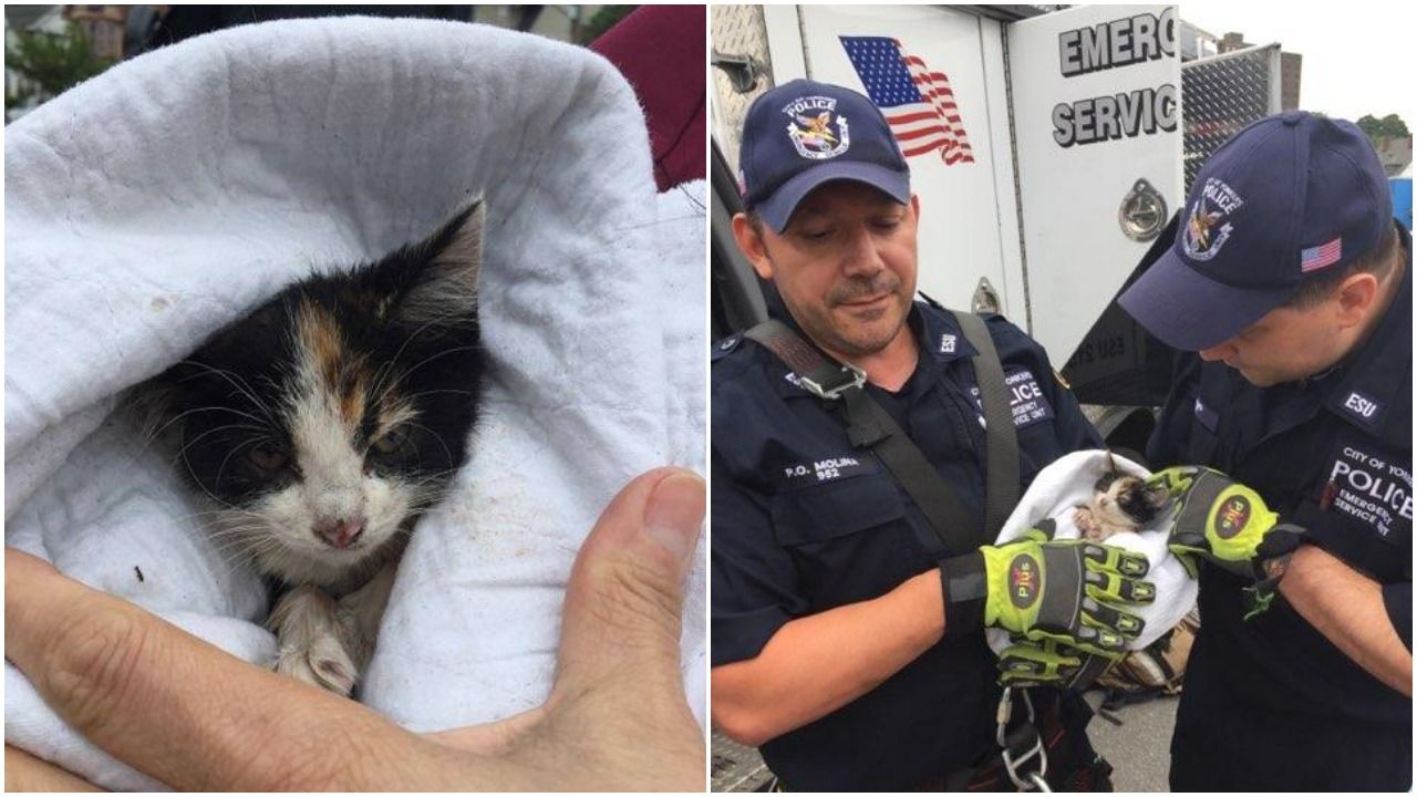 kitten rescued from sewer