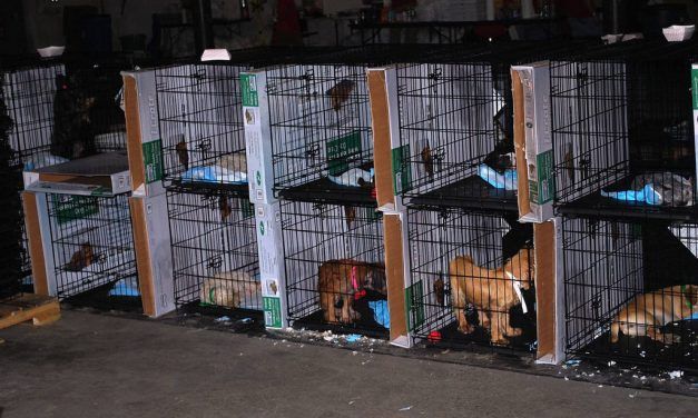 Ohio Takes New Steps to Stop Puppy Mill Cruelty