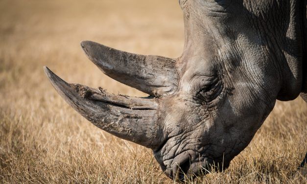 ‘Most Wanted’ Poacher Arrested After Brutal Rhino Shooting