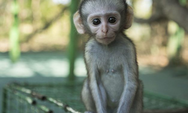 The Vervet Forest Project Aims to Give Rescued Monkeys A Second Chance at Life in the Wild