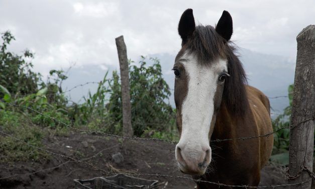 Brave Rescuers Rush to Save Animals from Guatemala’s ‘Volcano of Fire’