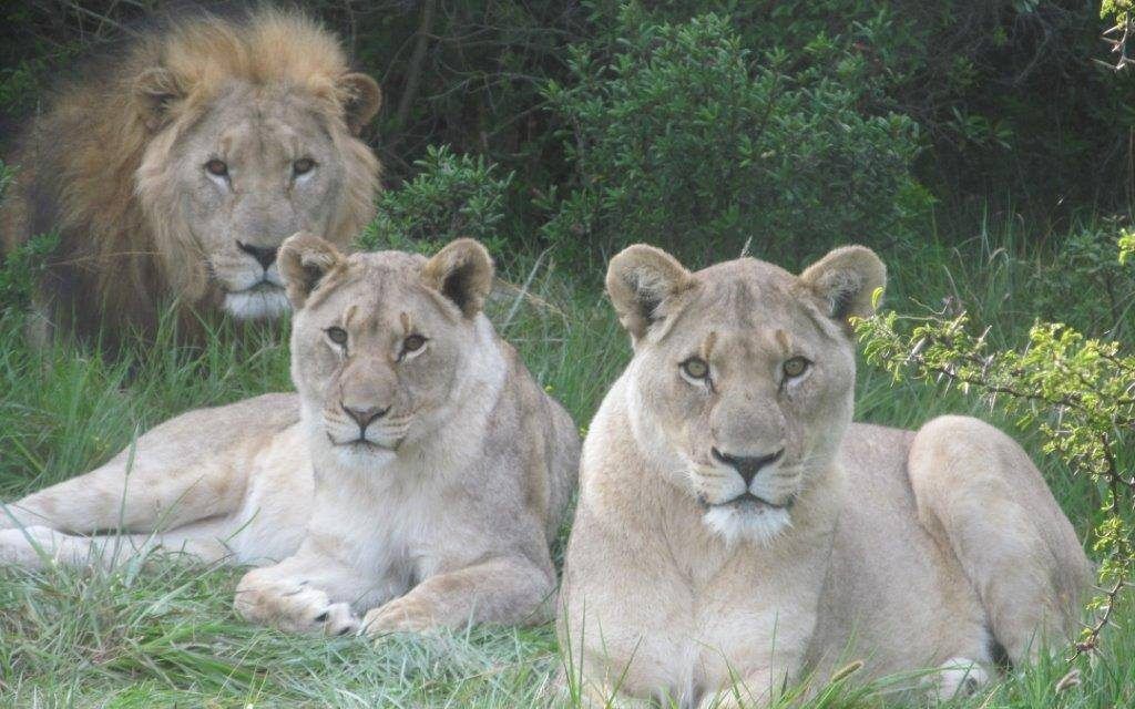 Lions at Sibuya Game Reserve