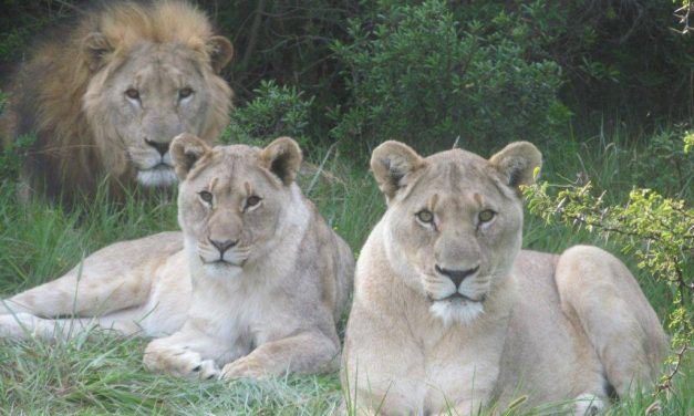 Three Rhino Poachers Go Out Hunting, Are Eaten by a Pack of Lions