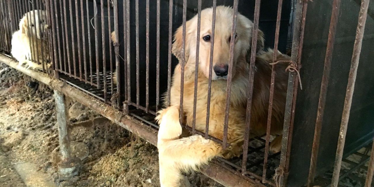 south korea dog meat