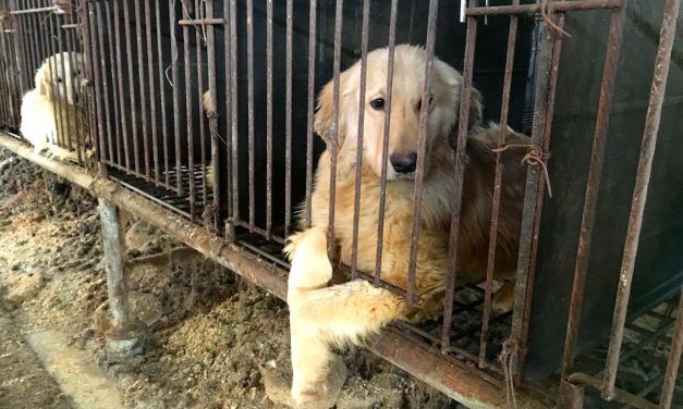 Sign S. Korea’s Official Government Petitions to Help Ban Dog Meat For Good