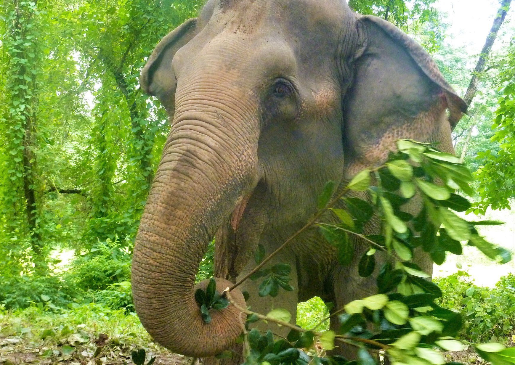 Ethical elephant tourism