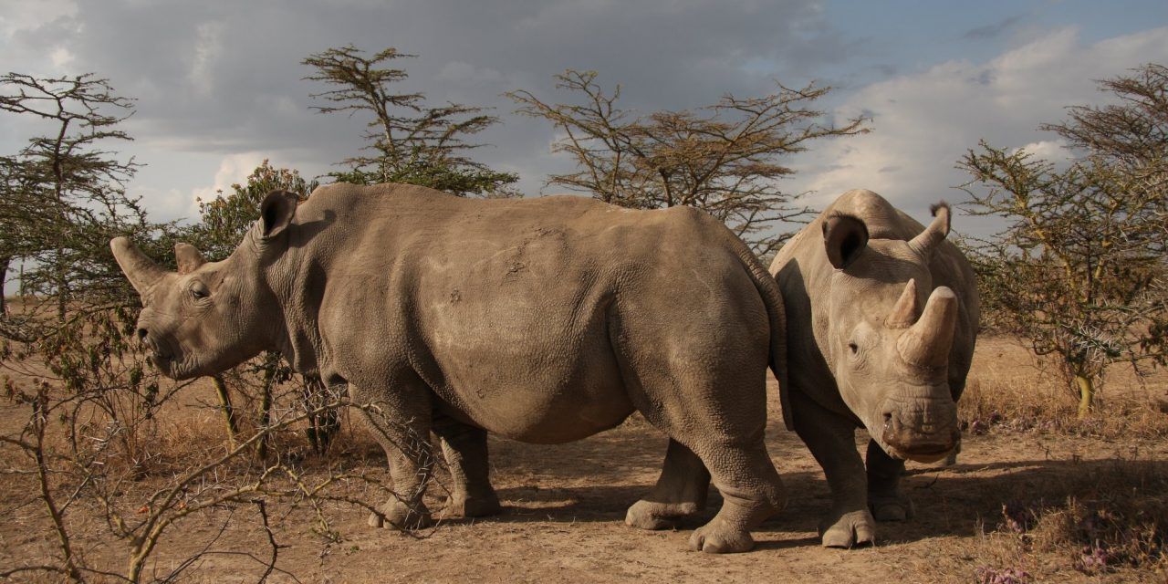 The last two northern white rhinos