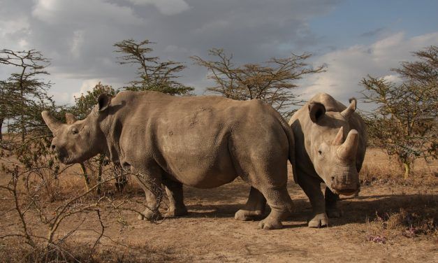 Lab Creates White Rhino Embryos to Save Species from Extinction