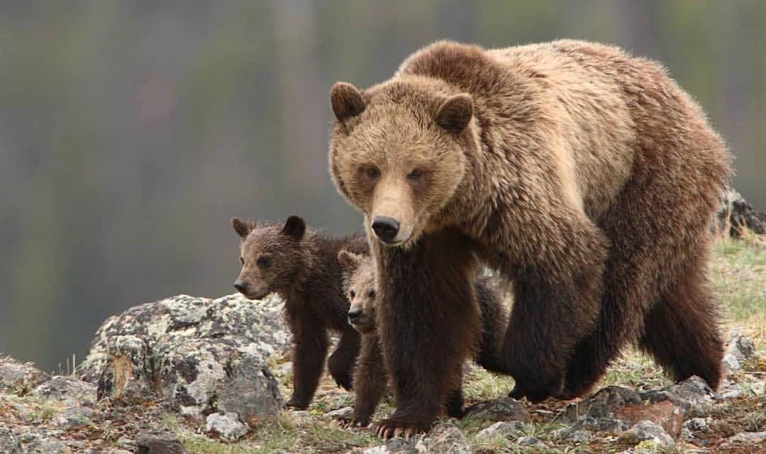 Grizzly bears in Wyoming