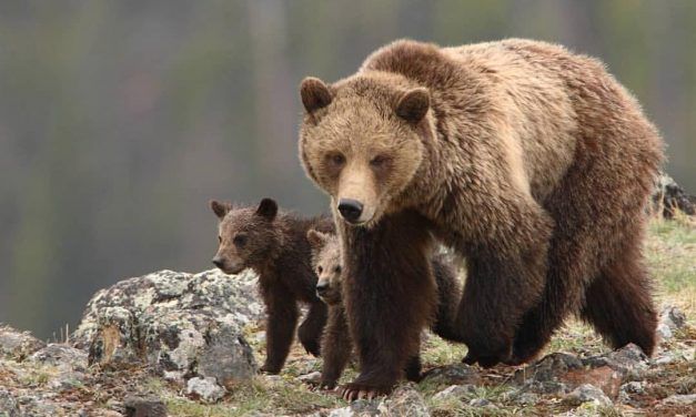 Jane Goodall and Other Activists Are Buying Up Grizzly Hunt Licenses So Bear Hunters Won’t Get Them