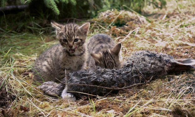 ‘Rarest Kittens Alive’ Rescued from Scottish Roadside