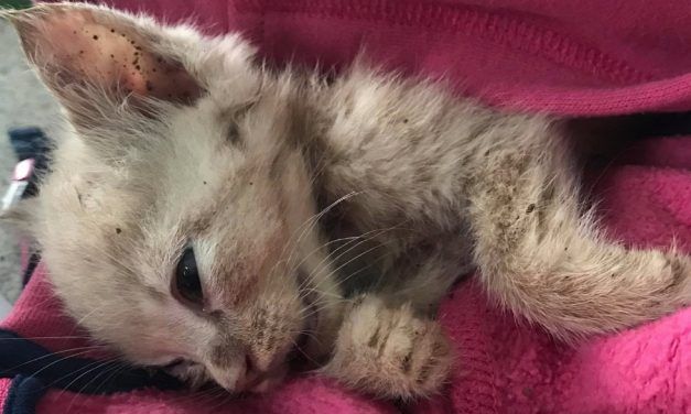SIGN: Justice for Helpless Kitten Buried Alive