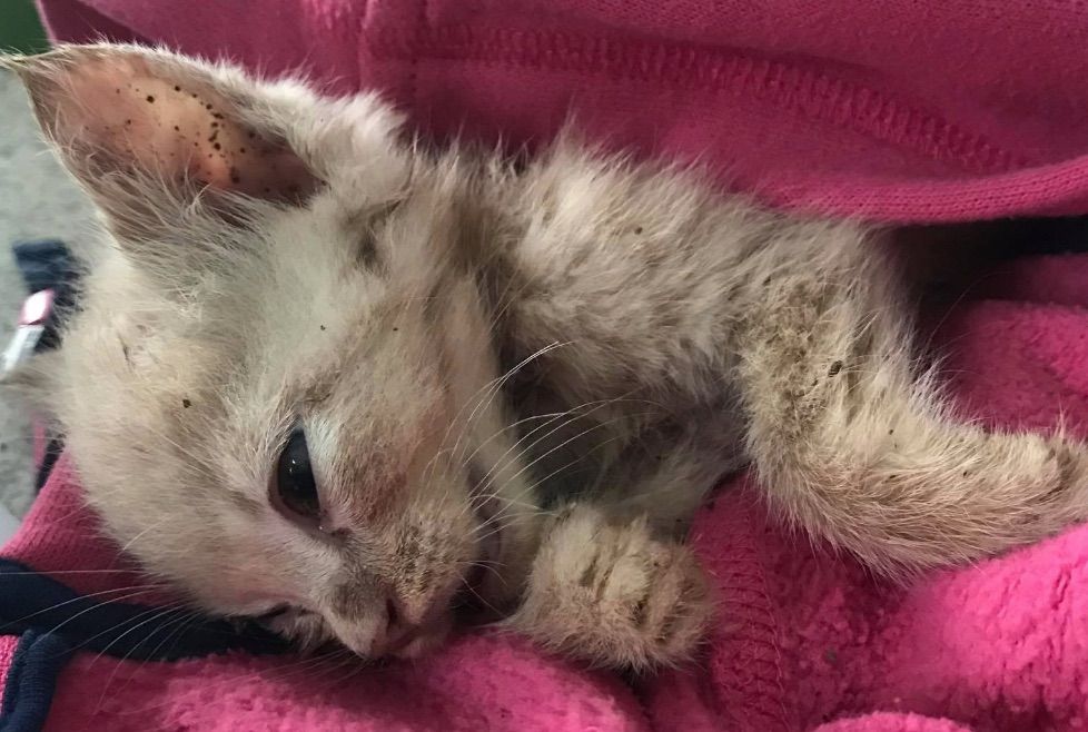 Kitten stomped on and buried alive