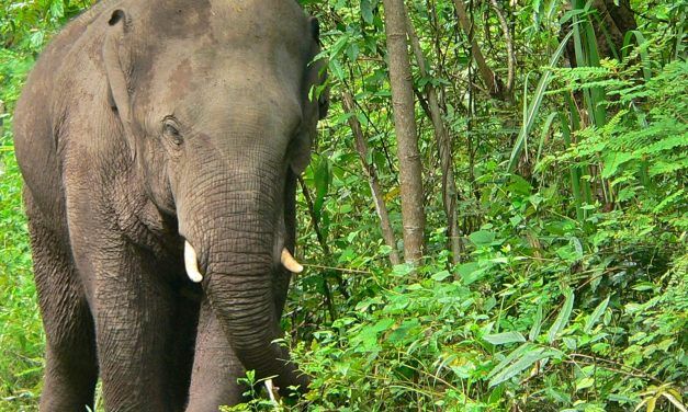 How Elephants Help Jungle Fruit Trees Survive