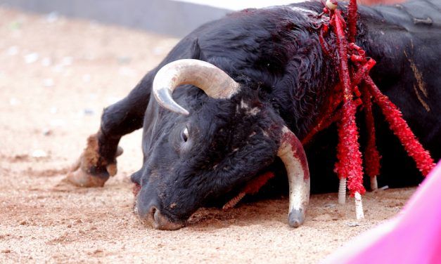 SIGN: Stop The Gruesome Bloodsport of Bullfighting in Spain
