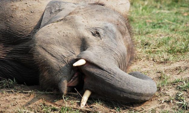 SIGN: Justice for Elephant Ruthlessly Poisoned to Death